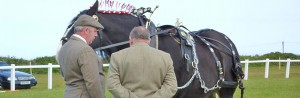 Shirehorse with judges at the Gwinear Agricultural Show